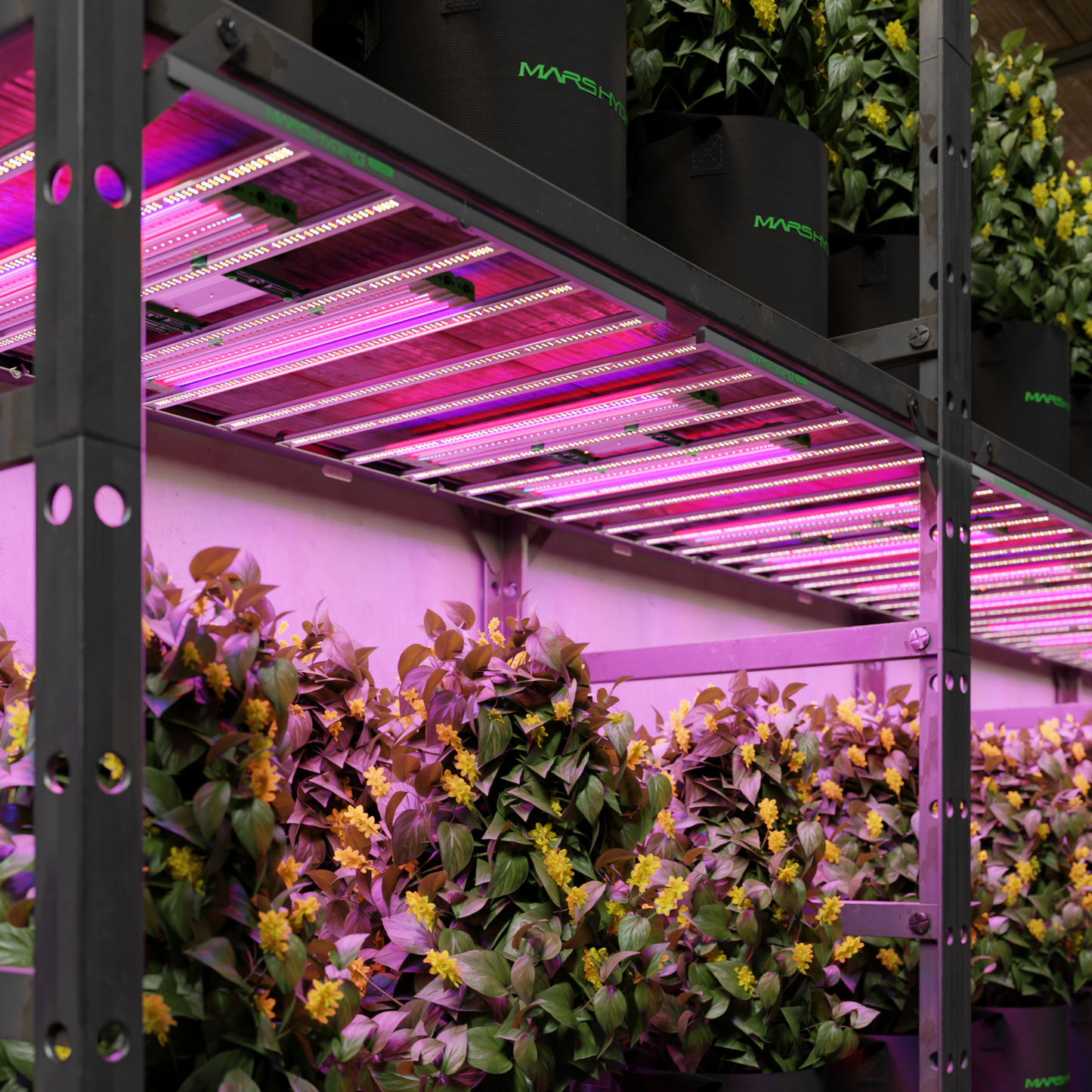 Mars Hydro ADlite Ergänzungsbeleuchtung – Präzises Spektrum für Wachstum & Blüte